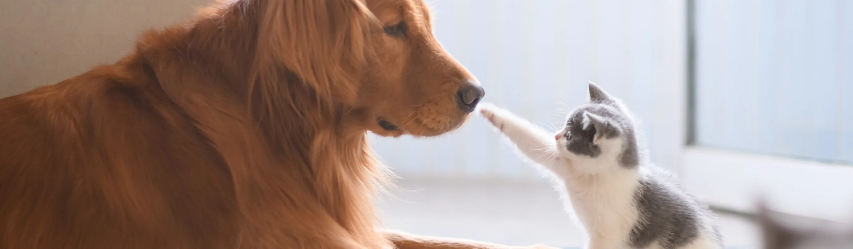 cat paw touching dogs nose